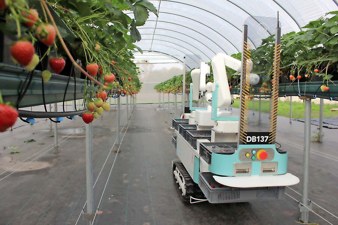 De startup Dogtooth Technologies werkt aan een plukrobot die op tafelhoogte zachtfruit kan plukken.