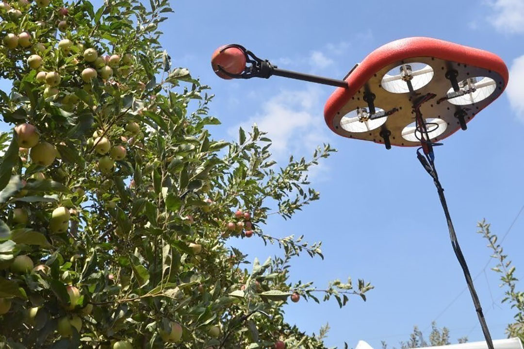 Each drone is equipped with a gentle gripper and several neural networks are responsible for detecting the fruit, for data fusion of the fruit’s position and their quality from different angles, fruit targeting, foliage and fruit calculations, ripeness measurements and for calculating the trajectory and manoeuvres through the foliage to the fruit as well as pulling or cutting the fruit from the tree. - Photo: Kubota