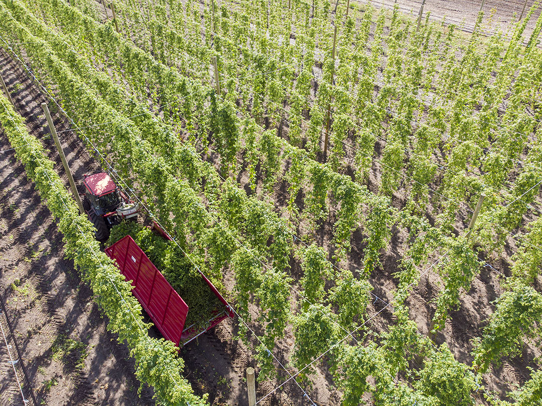 Gekoppeld aan een Kubota M8540 rijdt de Soller-rankenwagen door het metershoge hopperceel. Per hectare levert een perceel met 2.200 planten 1.600 kilo gedroogde hop. Omdat het huidige machinepark van hopteler Fokko Prins meer capaciteit aankan, is een toekomstige groei van het areaal mogelijk. De stationaire plukmachine heeft een verwerkingscapaciteit van 170 ranken per uur. - Foto's: Mark Pasveer