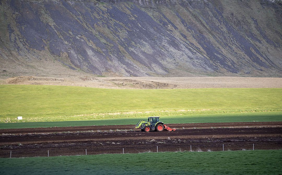 Slechts 10% van de grond in IJsland is beschikbaar voor landbouw.