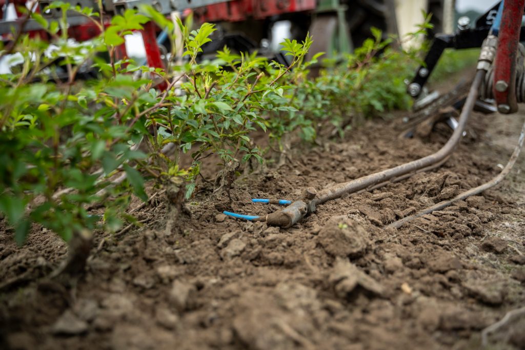 Tussen de rijen wordt gewerkt met traditionele ganzevoet- en rolschoffelelementen. Met de perslucht worden kleine onkruiden ín de rij weggeblazen.