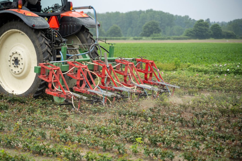 Volgens Seuren zou het moeten lukken om de rozen onkruidvrij te houden zonder chemie, mits het mogelijk is om iedere tien à twaalf dagen de bewerking uit te voeren. In een nat jaar als nu, lukte dit niet.