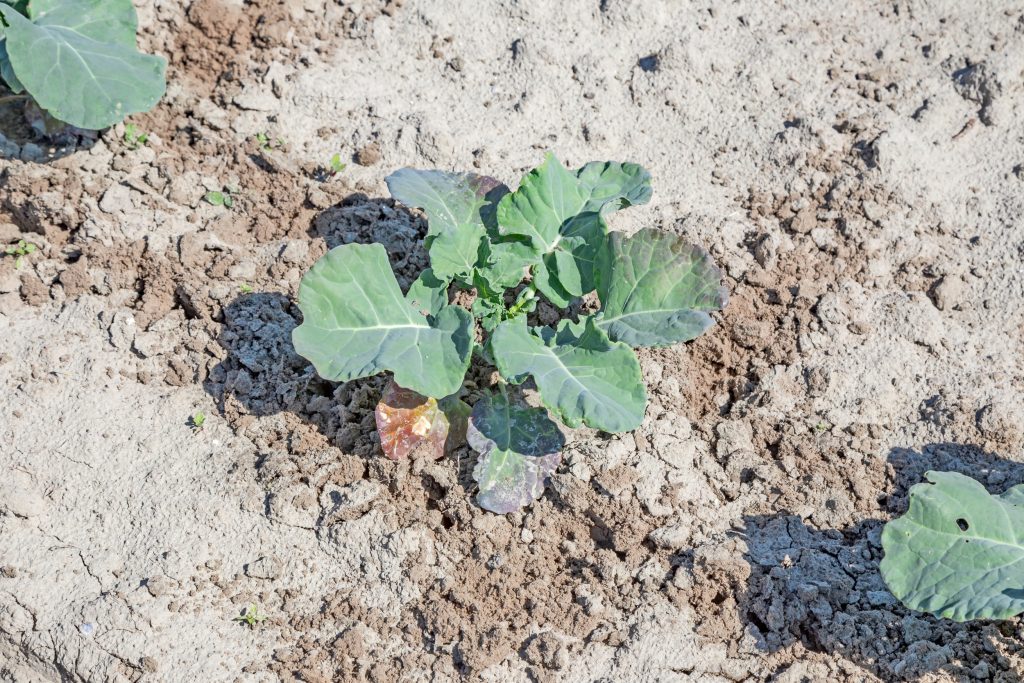 De grond rondom deze koolplanten is nauwkeurig bewerkt door de Ullmanna Newman. En dat met rijsnelheden tot 6 km/u.