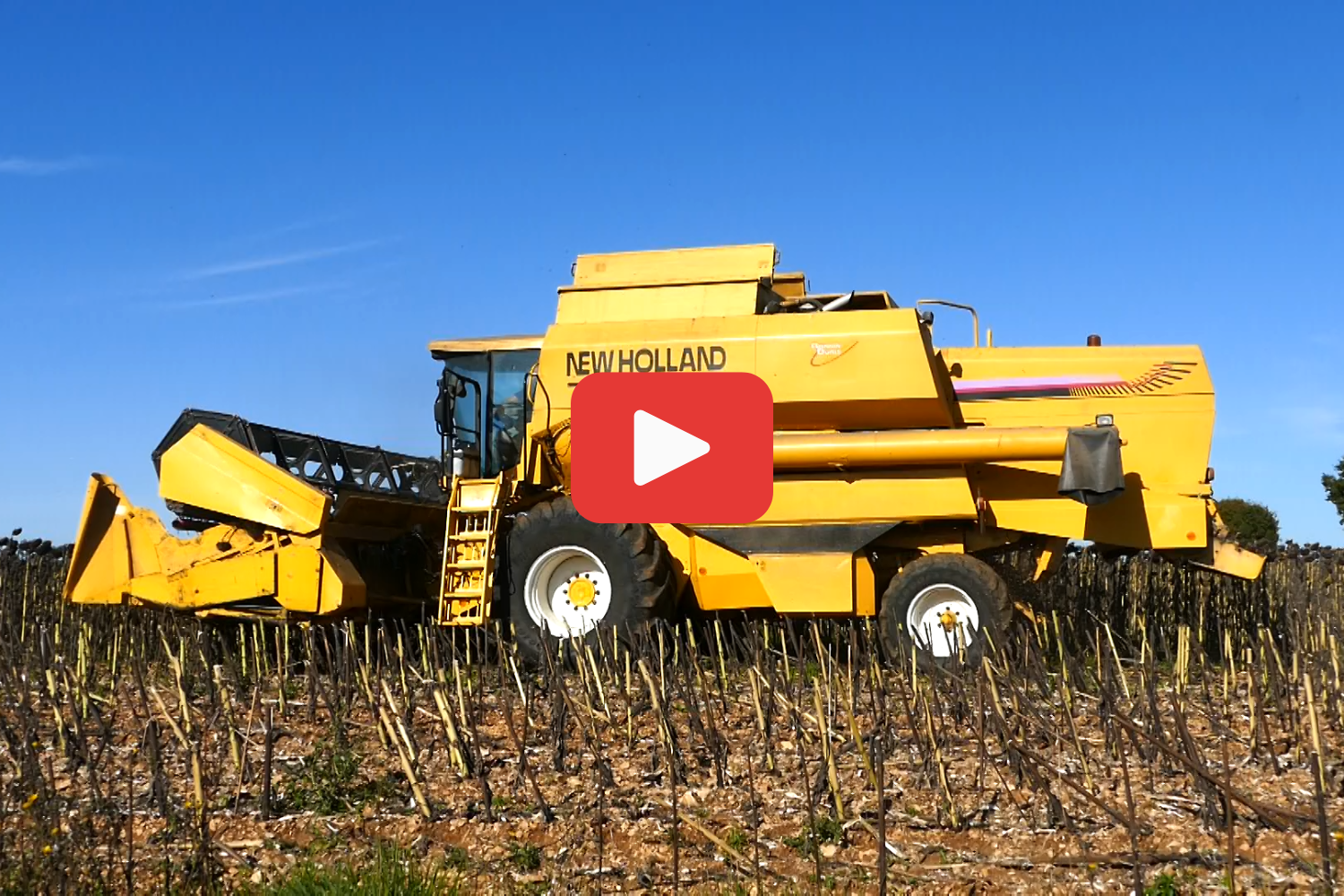 New Holland TX68-maaidorser oogst zonnebloempitten in het Franse Bernac. – Still uit video