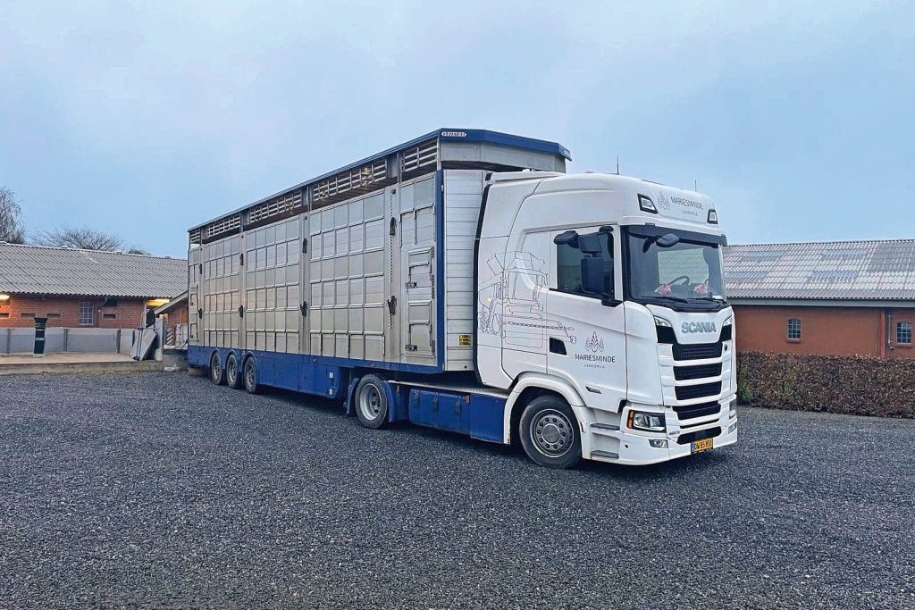 Vorig jaar kocht Mariesminde Landbrug een eigen Scania voor het varkenstransport; zowel intern tussen zeugen- en vleesvarkensstallen als van het bedrijf af richting het slachthuis.