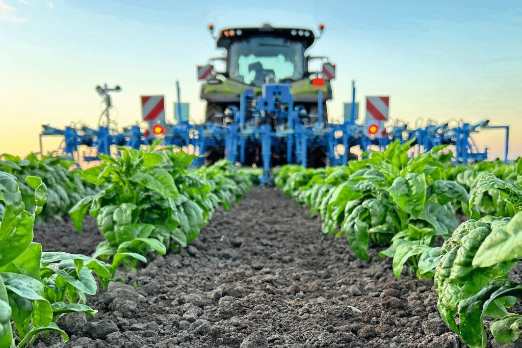 De Lemken EC-Weeder schoffelt tussen de rijen met behulp van het optionele IC-Light camera-stuursysteem. Hij is vorig seizoen op het bedrijf gekomen.