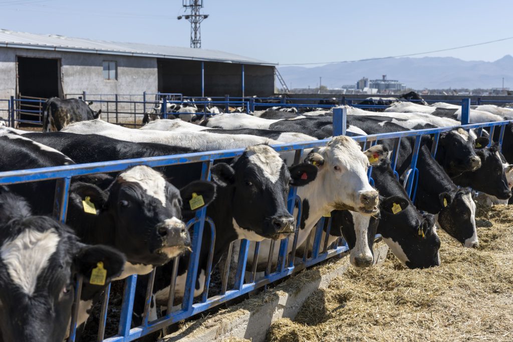De koeien staan op een bed van maisstro. Er lopen er in totaal 500, waarvan ze momenteel 160 dieren melken. Sefa Yonca overweegt koeien bij te kopen uit Nederland.