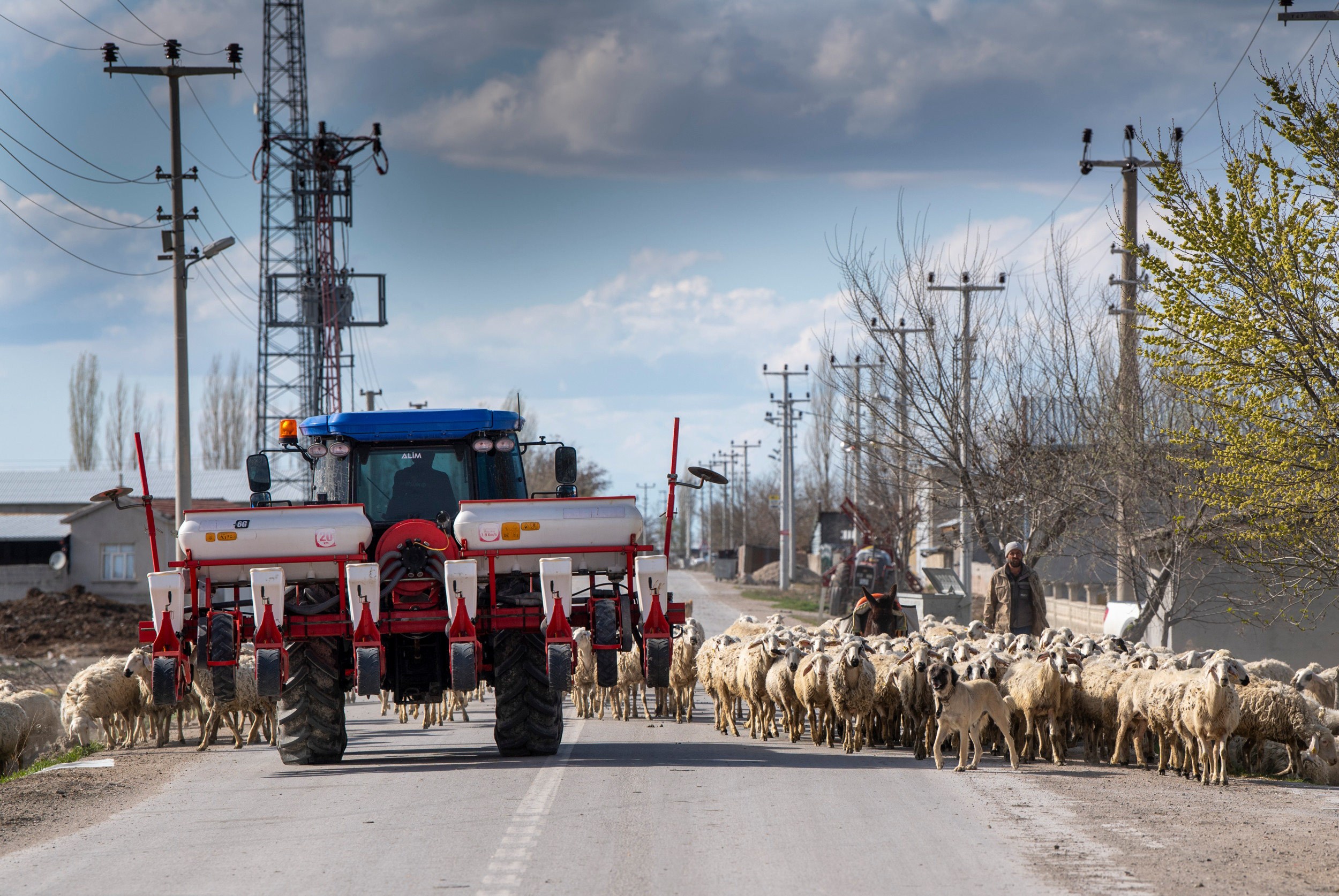 In Turkije tref je veel rondtrekkende schaapskuddes met een herder erbij. Deze New Holland met zaaimachine mindert geen vaart, maar niemand lijkt daar zenuwachtig van te worden – alles gaat goed. Foto’s: Mark Pasveer