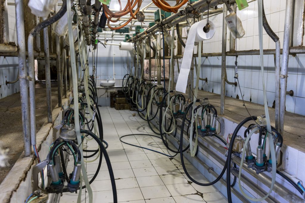 Melken gebeurt drie keer per dag in een 2x8 GEA-melkstal. Volgend jaar start de bouw van een nieuwe stal, waar Lely-melkrobots in komen.