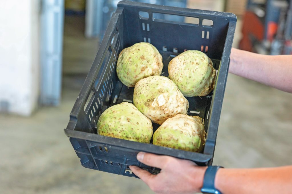 Was knolselderij vroeger vooral een mooie toevoeging aan de erwtensoep, tegenwoordig is de knol helemaal hip. Hij wordt gebruikt als frites, puree en ovengerecht. De eiwitrijke knol is een uitstekende vleesvervanger en te vinden in vele groentepakketten. In Europa wordt een kleine 15.000 hectare geteeld, met als koploper Polen. Nederland telt ongeveer 2.000 hectare. Het Zuidwesten kent traditioneel de meeste telers.