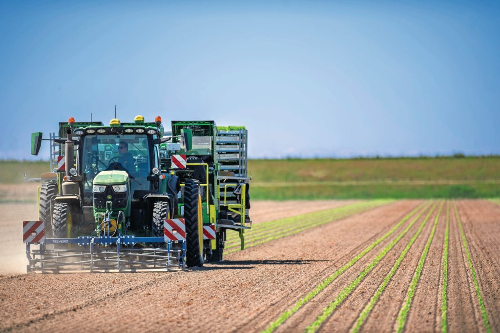 In een tijdsbestek van enkele uren zie je een groene waas over het land verschijnen. De planten worden op een rijafstand van 50 centimeter gezet. Per hectare gaan ongeveer 80.000 planten de grond in.