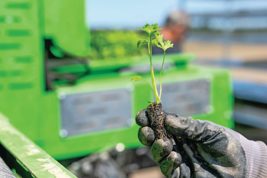 Dit plantje meet 12 centimeter. Om zonder problemen te kunnen werken stelt het proces eisen aan het potplantje. De kluit moet stevig zijn en de plantjes uniform en goed doorworteld, zodat eenmaal in de grond de plant snel aanslaat.