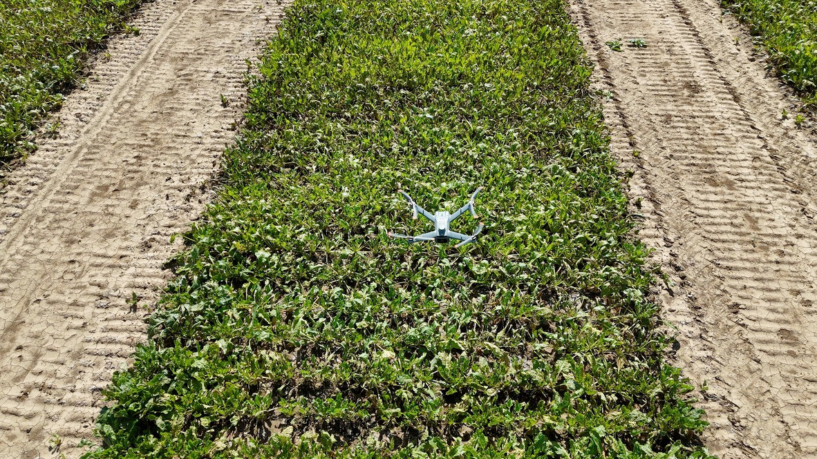 Een standaard cameradrone maakt hoge-resolutie beelden van rijen gewassen. De AI-software van Pheno-Inspect analyseert deze beelden automatisch en zet ze om in praktische teeltinformatie, zonder speciale sensoren of extra meetapparatuur. Foto’s Claas