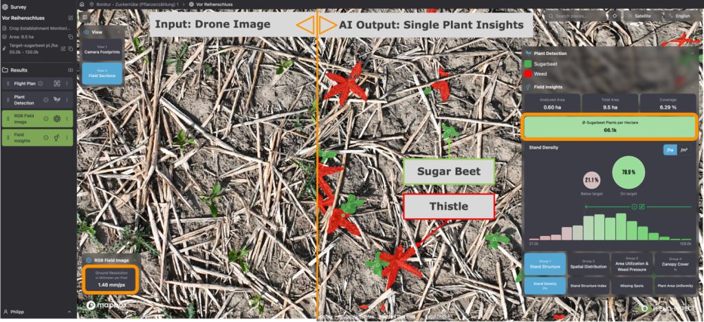 Van ruwe dronebeelden naar plantniveau: het FarmAnalyzer-platform van Pheno-Inspect onderscheidt automatisch gewas en onkruid, zoals in dit geval distels tussen de suikerbieten